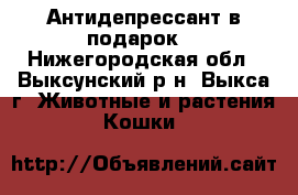 Антидепрессант в подарок! - Нижегородская обл., Выксунский р-н, Выкса г. Животные и растения » Кошки   